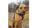 Adopt Tin Cup a Hound, Mixed Breed
