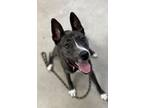 Adopt Diesel a Husky, Mixed Breed