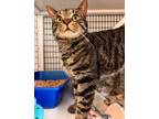 Adopt Axl a Domestic Short Hair