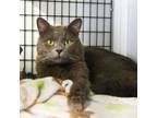 Adopt Ozzy a Domestic Short Hair