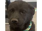 Adopt Scorpion a Mixed Breed