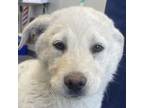 Adopt Sub Zero a Mixed Breed