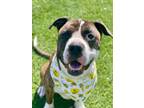 Adopt IRVIN a Pit Bull Terrier