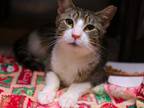 Adopt Bocita a Domestic Short Hair