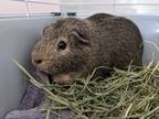 Adopt Bear a Guinea Pig