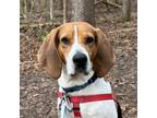 Adopt Joe a Treeing Walker Coonhound