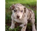 Adopt Hector a Catahoula Leopard Dog