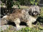 Adopt Stevie a Shih Tzu, Wirehaired Terrier