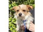 Adopt Copper a Wirehaired Terrier, Terrier