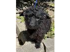 Adopt Curly a Terrier, Wirehaired Terrier