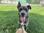 Adopt Dewy a Pit Bull Terrier, Mixed Breed