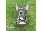 Adopt ANUBIS a Pit Bull Terrier