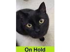 Adopt Magic a Domestic Short Hair