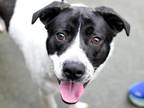 Adopt Chad a Pit Bull Terrier, Pointer