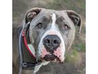 Adopt Meathead (mcas) a Mixed Breed