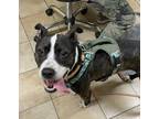 Adopt Bingo (mcas) a Pit Bull Terrier