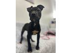 Adopt Larry a Mixed Breed
