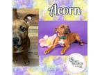 Adopt Acorn a Terrier, Mixed Breed