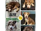 Adopt Alfie a Terrier, Mixed Breed