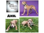 Adopt Axel a Terrier, Mixed Breed