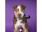 Adopt Ark a Terrier, Mixed Breed