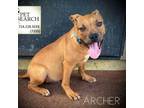 Adopt Archer a Terrier, Mixed Breed
