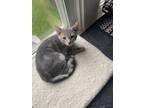 Adopt Blue a Domestic Short Hair