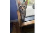 Adopt Yeller a Domestic Short Hair