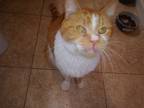 Adopt Outrageous Orange - In Foster a Domestic Short Hair