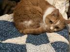 Adopt Outrageous Orange - In Foster a Domestic Short Hair