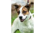 Adopt Frederick a Hound, Pit Bull Terrier