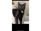Adopt Orca (highway 107) a Domestic Short Hair