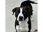 Adopt Tank a Pit Bull Terrier