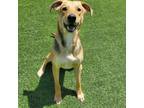 Adopt Archie a Mixed Breed