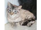 Adopt Baryte a Bengal, Siamese