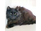 Adopt Granite a Maine Coon, Domestic Long Hair