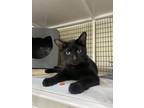 Adopt Manzano a Domestic Short Hair