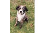 Adopt Ozzy a Terrier, Mixed Breed