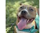 Adopt Pringles a Pit Bull Terrier