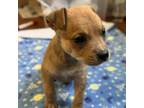Adopt Colson / 0406_8 a Shepherd, Pit Bull Terrier