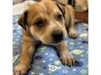 Adopt Anne / 0405_7 a Shepherd, Pit Bull Terrier
