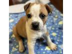 Adopt Henry / 0404_4 a Shepherd, Pit Bull Terrier