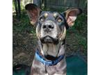 Adopt Hector a German Shepherd Dog, Pit Bull Terrier
