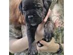 Cane Corso Puppy for sale in Fowler, IN, USA