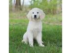 Golden Retriever Puppy for sale in Sheridan, IN, USA