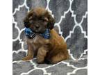 Shih-Poo Puppy for sale in Lakeland, FL, USA