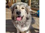 Great Pyrenees Puppy for sale in Cheyenne, WY, USA