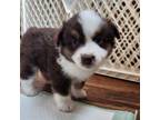 Australian Shepherd Puppy for sale in Agawam, MA, USA