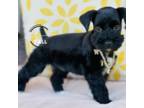 Schnauzer (Miniature) Puppy for sale in Kenner, LA, USA