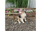 Australian Shepherd Puppy for sale in Burlington, MI, USA
